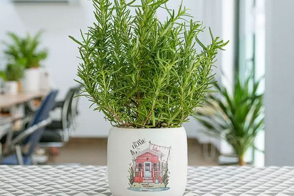 Đặc điểm, ý nghĩa và tác dụng của cây ngũ gia bì-5