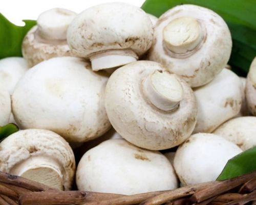 Bất ngờ tìm thấy chất chống ung thư trong loại nấm bán đầy chợ Việt, người Việt nên ăn theo cách này để kéo dài tuổi thọ-1