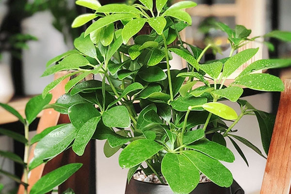 Vợ chồng xây homestay đẹp như cổ tích ở Bình Định để con vui chơi dịp nghỉ-10