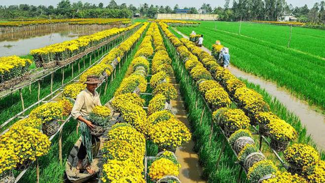 Những địa điểm không thể bỏ qua khi du lịch Đồng Tháp-1