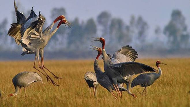 Những địa điểm không thể bỏ qua khi du lịch Đồng Tháp-3