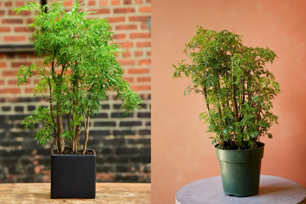 Cách trồng hoa ly kịp nở đón Tết-5