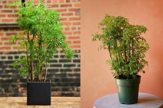 Trồng đinh lăng trong nhà có ý nghĩa gì về phong thuỷ?