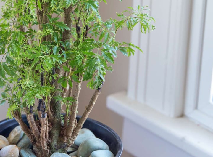 Trồng đinh lăng trong nhà có ý nghĩa gì về phong thuỷ?-2