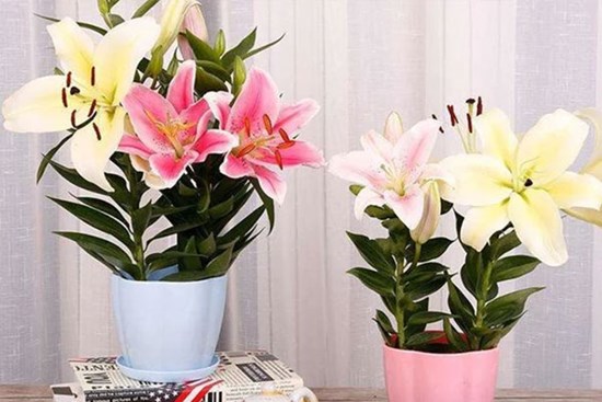 Cách trồng hoa ly kịp nở đón Tết