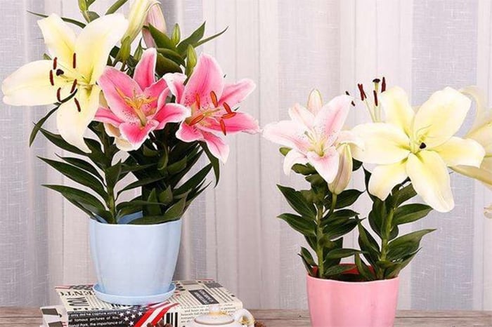 Cách trồng hoa ly kịp nở đón Tết-1