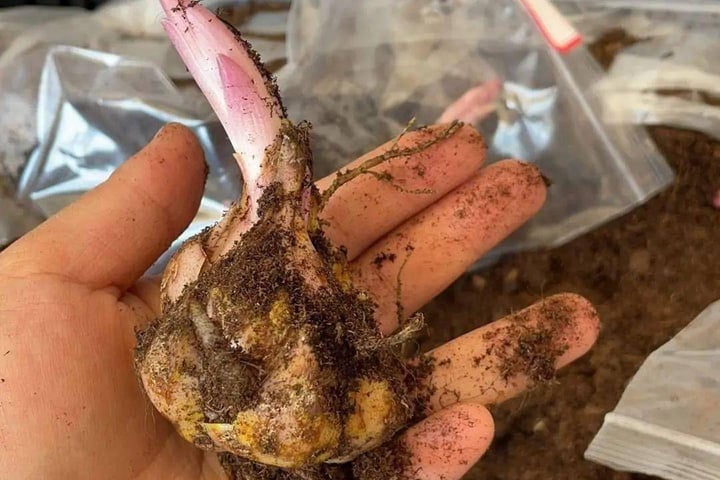 Cách trồng hoa ly kịp nở đón Tết-2