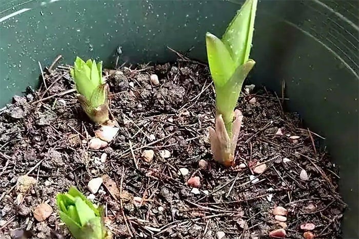 Cách trồng hoa ly kịp nở đón Tết-3