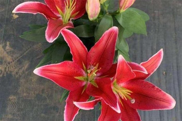 Cách trồng hoa ly kịp nở đón Tết-4