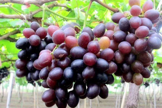 Cách phân biệt nho ta và nho Trung Quốc