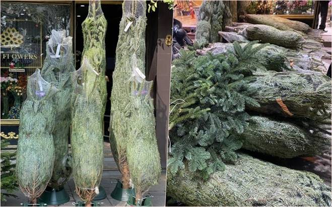 Thông tươi nhập khẩu ồ ạt tràn về Việt Nam, giá lên đến cả trăm triệu đồng-1