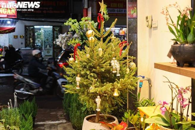 Thông tươi nhập khẩu ồ ạt tràn về Việt Nam, giá lên đến cả trăm triệu đồng-3