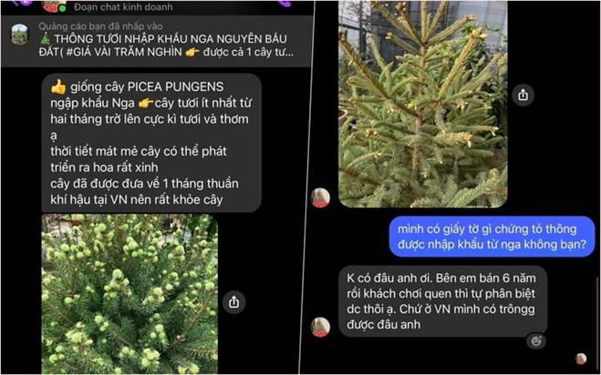 Thông tươi nhập khẩu ồ ạt tràn về Việt Nam, giá lên đến cả trăm triệu đồng-4