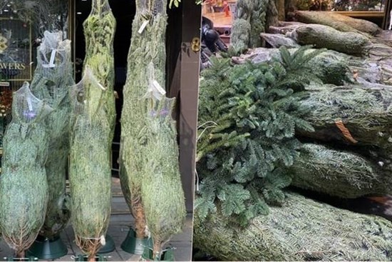 Thông tươi nhập khẩu ồ ạt tràn về Việt Nam, giá lên đến cả trăm triệu đồng