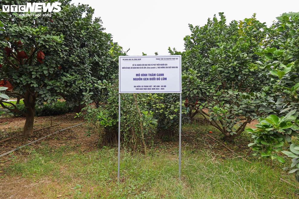 Bưởi đỏ tiến vua mất mùa do bão lũ, giá tăng gấp đôi-3