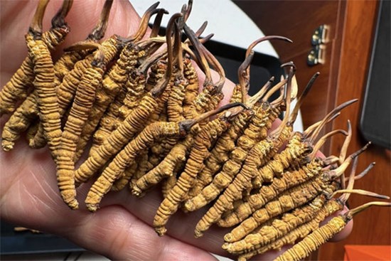 ‘Sâu cỏ’ khô đổ bộ thị trường Việt, giá 2,5 tỷ đồng/kg vẫn cháy hàng