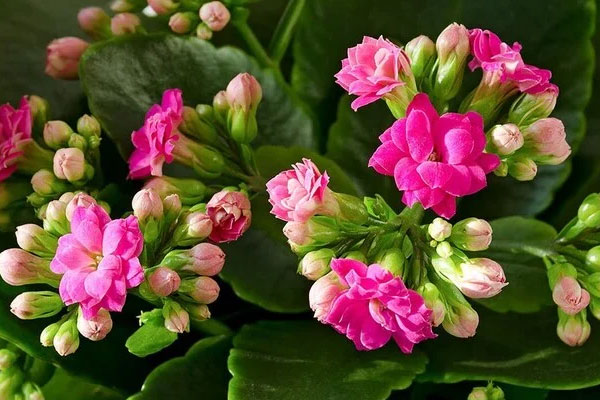 6 sai lầm khi trồng lan hồ điệp khiến hoa nhanh hỏng, nụ rụng-4