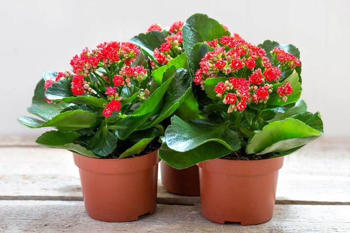 Cách trồng cây sống đời ra hoa đẹp đúng dịp Tết-1