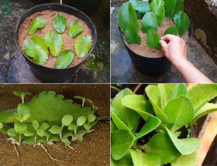 Cách trồng cây sống đời ra hoa đẹp đúng dịp Tết-2