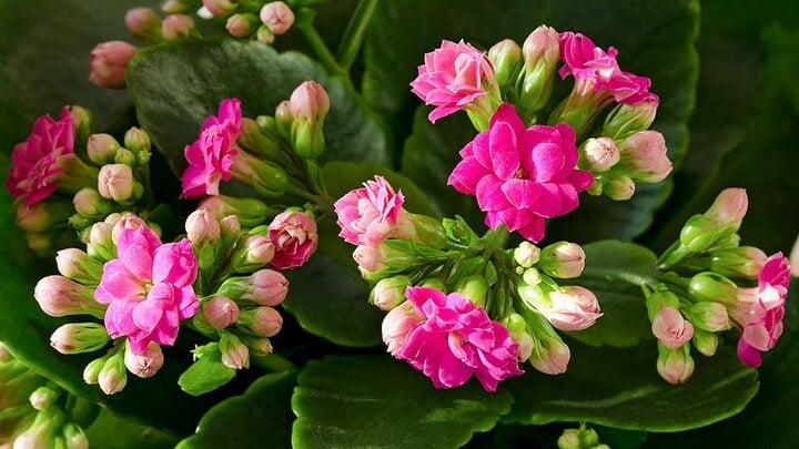 Cách trồng cây sống đời ra hoa đẹp đúng dịp Tết-4