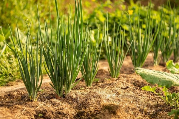 Cách trang trí ban công chung cư đơn giản, đẹp mắt-2