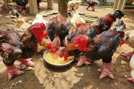 Tranh nhau mua chân gà Đông Tảo 'siêu khủng' để biếu Tết