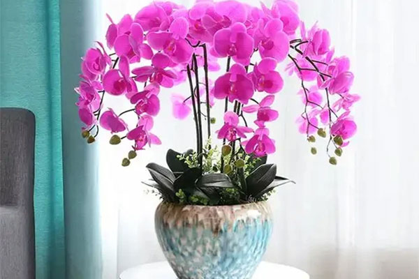 Mùa đông cắt tỉa 3 loại cây này, hoa sẽ nở tưng bừng vào mùa xuân-4