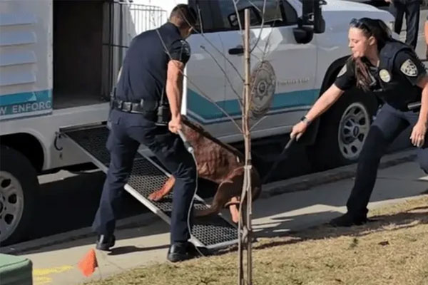 Cụ ông 84 tuổi bị chó nhà tấn công tử vong-3