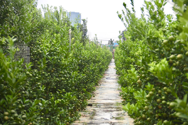 Đào, quất khoe sắc trên phố, người Hà Nội thích thú đón Tết Ất Tỵ sớm-18