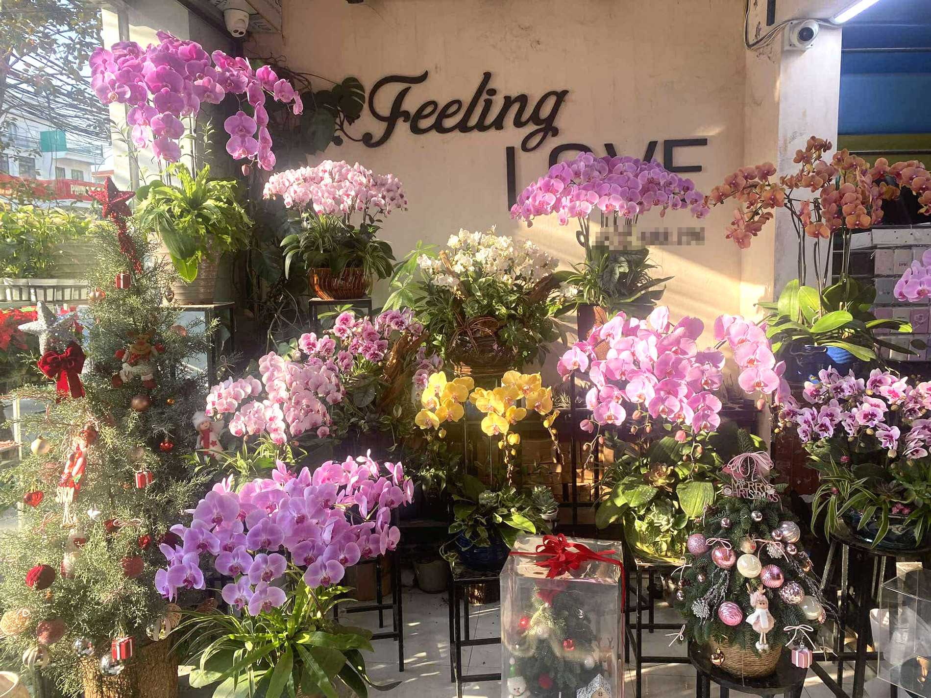 Nữ giám đốc ở Hải Phòng nghỉ việc đi bán hoa tươi, tiết lộ thu nhập sau 7 năm-2