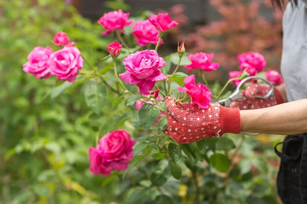 Vì sao người xưa nói vạn tuế nở hoa tài lộc đua nhau đến?-2