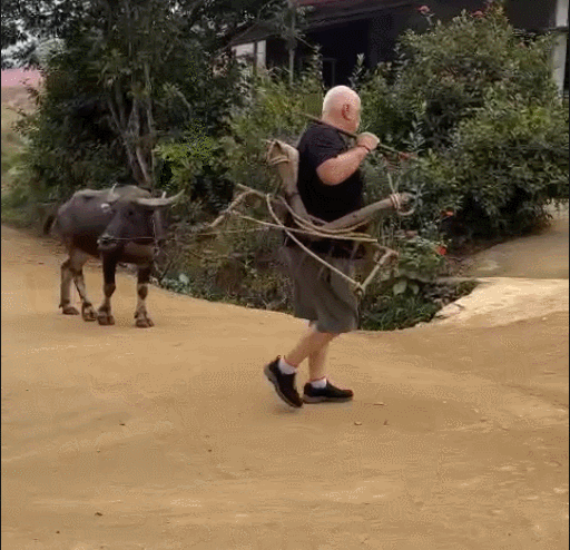 Khách Tây sang Việt Nam du lịch, thích thú nhổ cỏ, nấu cám lợn, dắt trâu đi cày-2