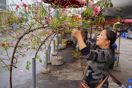 Đào, quất khoe sắc trên phố, người Hà Nội thích thú đón Tết Ất Tỵ sớm