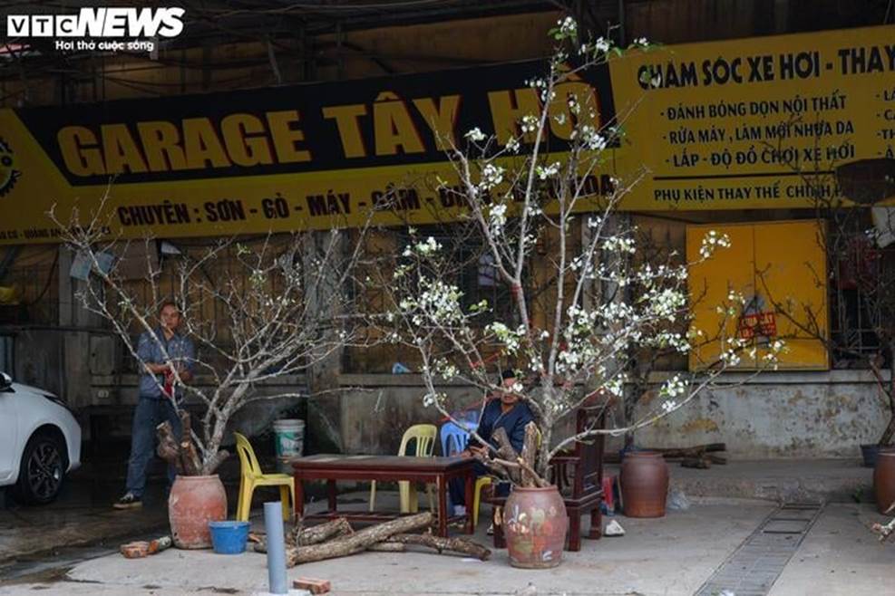 Đào, quất khoe sắc trên phố, người Hà Nội thích thú đón Tết Ất Tỵ sớm-9