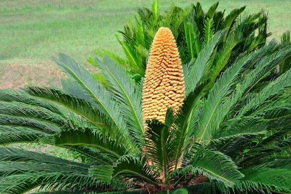 Thời điểm lý tưởng để lặt lá mai cho hoa mai nở đúng dịp Tết thu hút tài lộc-4