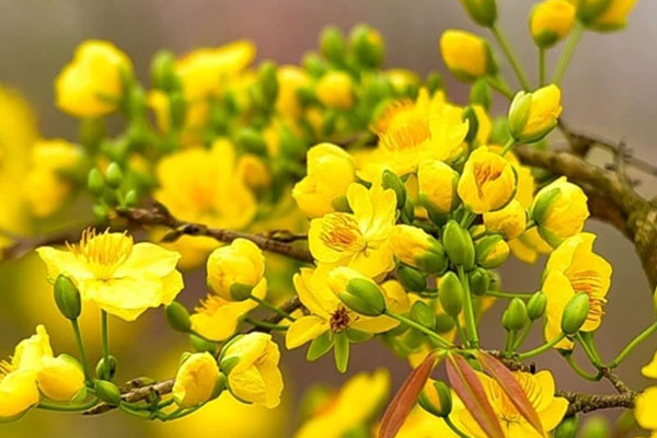 Có nên trồng cây trà hoa vàng trước nhà, vị trí trồng giúp gia chủ nhiều tiền-3