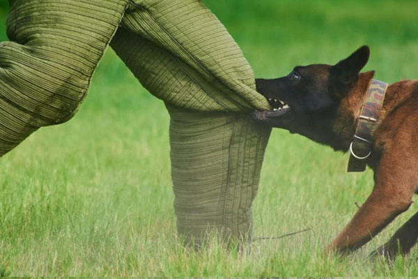 Chủ quán thịt chó tử vong sau 3 ngày phát bệnh dại-1