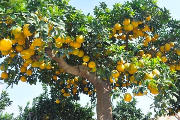 Ôm vườn bưởi Tết tiền tỷ, dân buôn vẫn lo nơm nớp-2