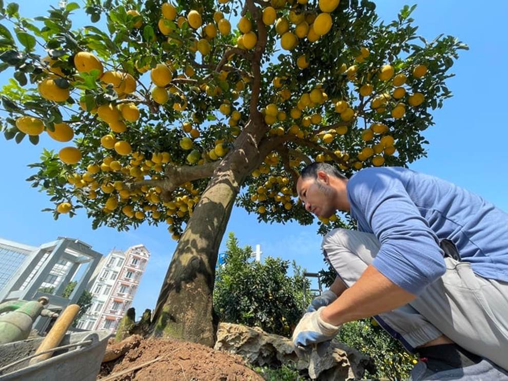 Mãn nhãn cây bưởi cảnh trĩu trịt quả, giá 800 triệu đồng-6