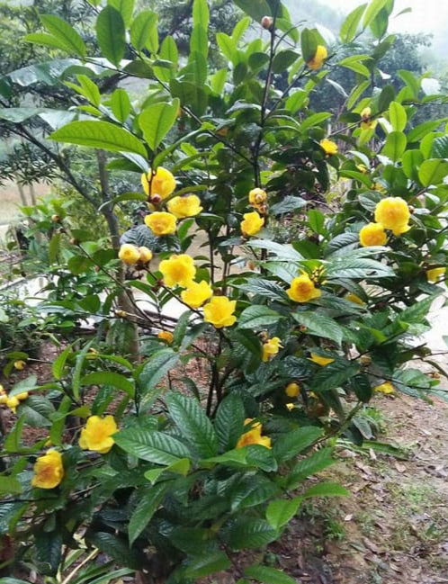 Có nên trồng cây trà hoa vàng trước nhà, vị trí trồng giúp gia chủ nhiều tiền-2