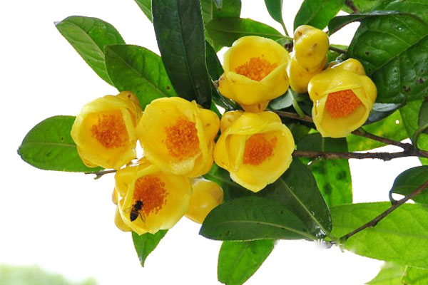 Trồng cây vạn niên thanh trong nhà có lợi ích gì?-4