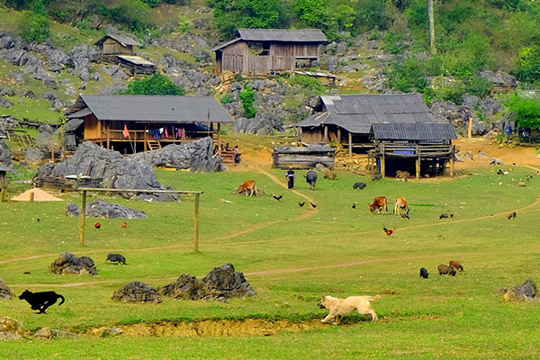 Tài xế tiết lộ lý do bất ngờ chở đoàn du khách trên thùng xe tải ở Mộc Châu-3