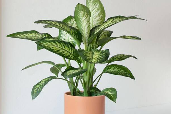 Những loại cây cảnh trong nhà thích hợp với người bận rộn-9
