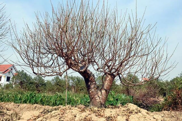 Làng đào gắng gượng vào vụ Tết-2