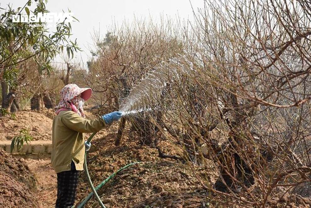 Đào vẫn đang kỳ tuốt lá, khách đã chi hàng chục triệu đồng đặt thuê-4