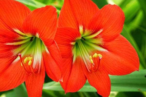 Lưu ý phong thủy không thể bỏ qua khi xây nhà hướng Nam-2