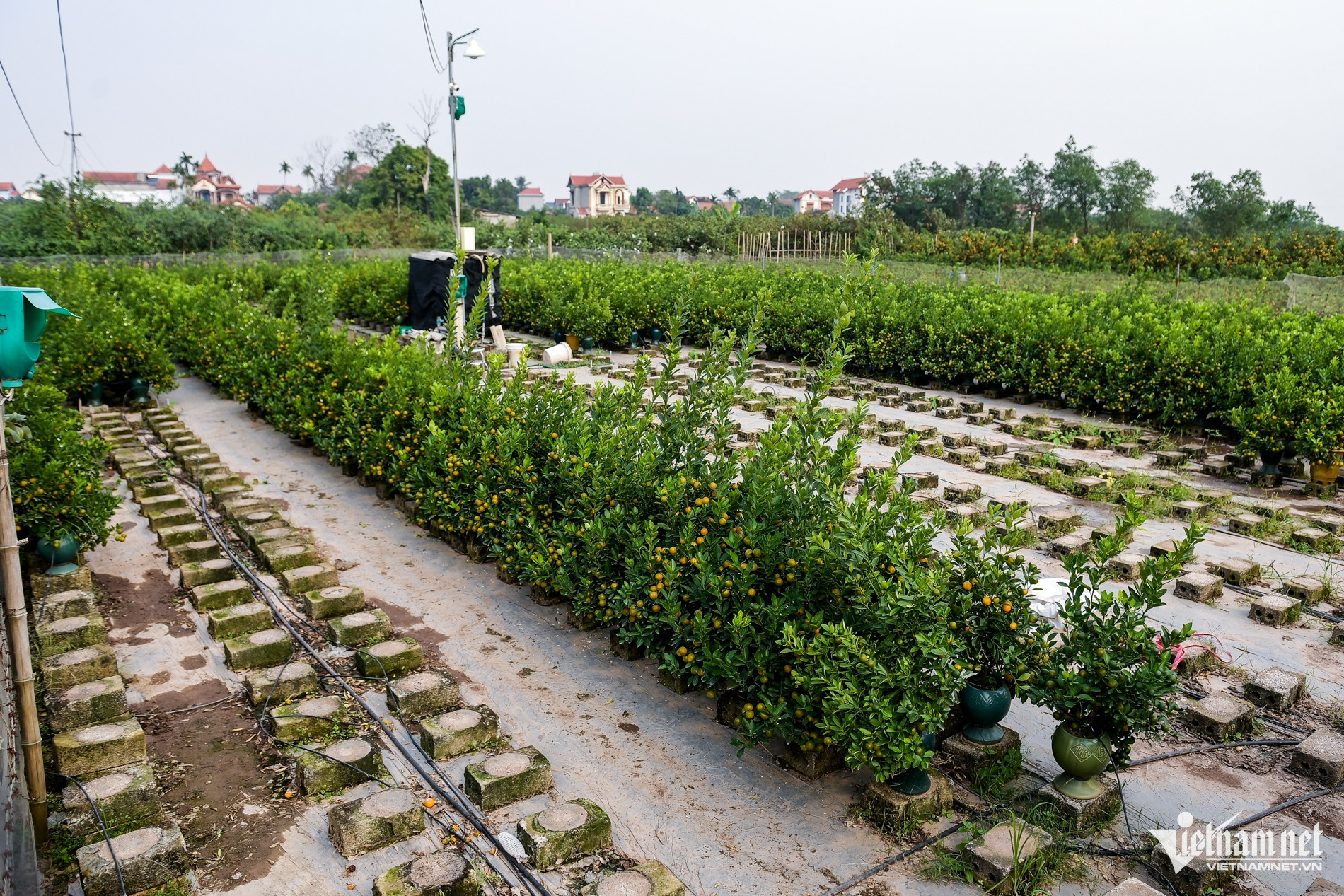 Chốt đơn khủng xong, nhiều chủ vườn ở thủ phủ quất cảnh miền Bắc nghỉ Tết sớm-2