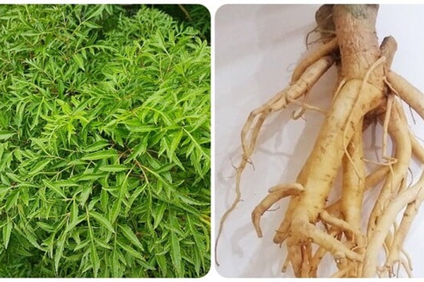 Củ đinh lăng ngâm rượu có phải càng già càng tốt?-2