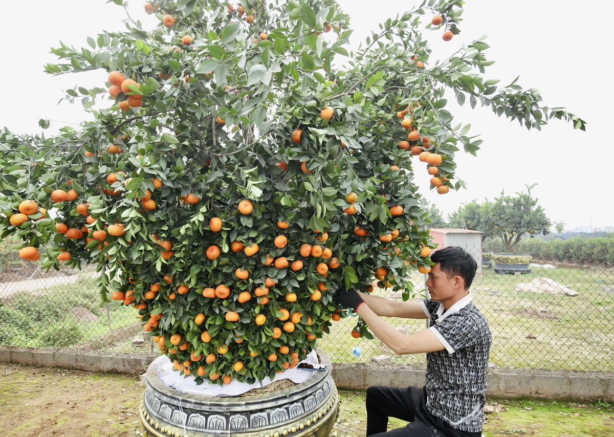 Chưa đến Tết, quýt bình hút lộc khổng lồ giá chục triệu đồng đã cháy hàng-7