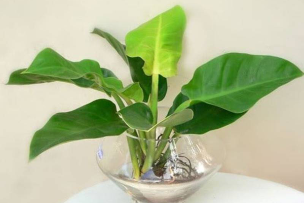 4 loài cây nhà giàu coi trọng như báu vật: Biết xua đuổi tà ma, mời gọi Thần Tài, gia tăng vận khí-8
